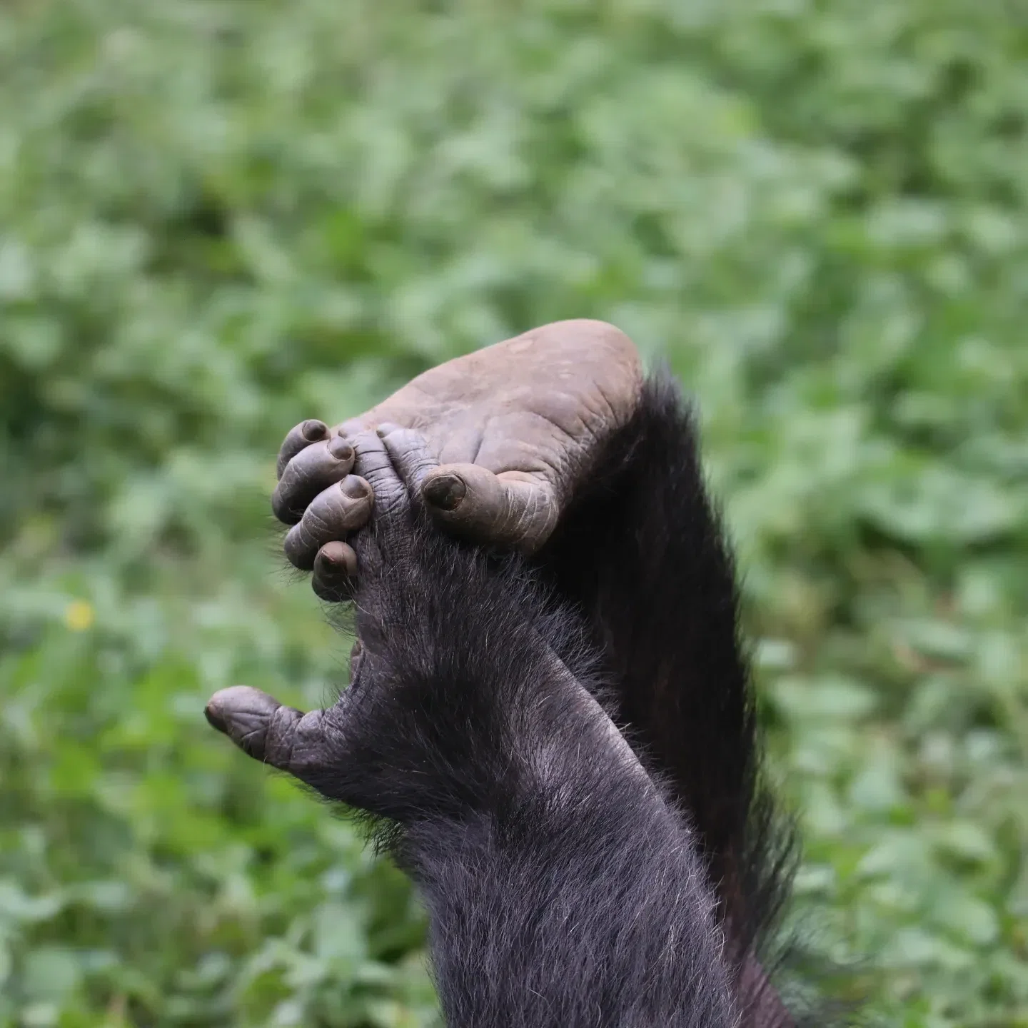 Chimpanzee at Ngamba Island