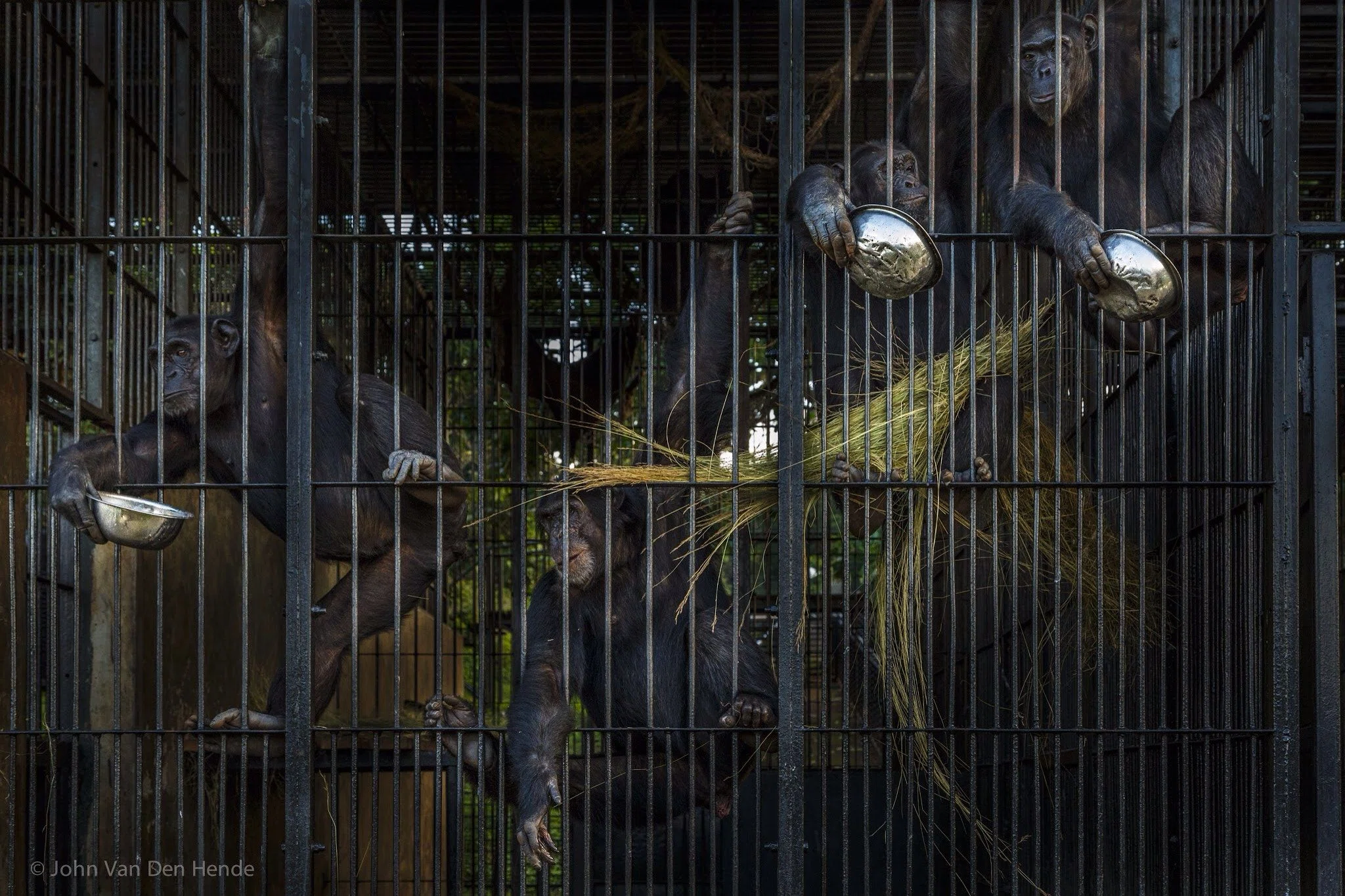 Chimpanzee Enclosures