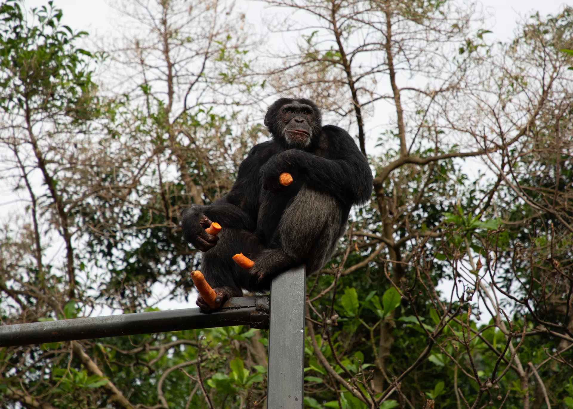 Ngamba Island Chimpanzee Sanctuary Announces the Death of Beloved Chimpanzee Asega