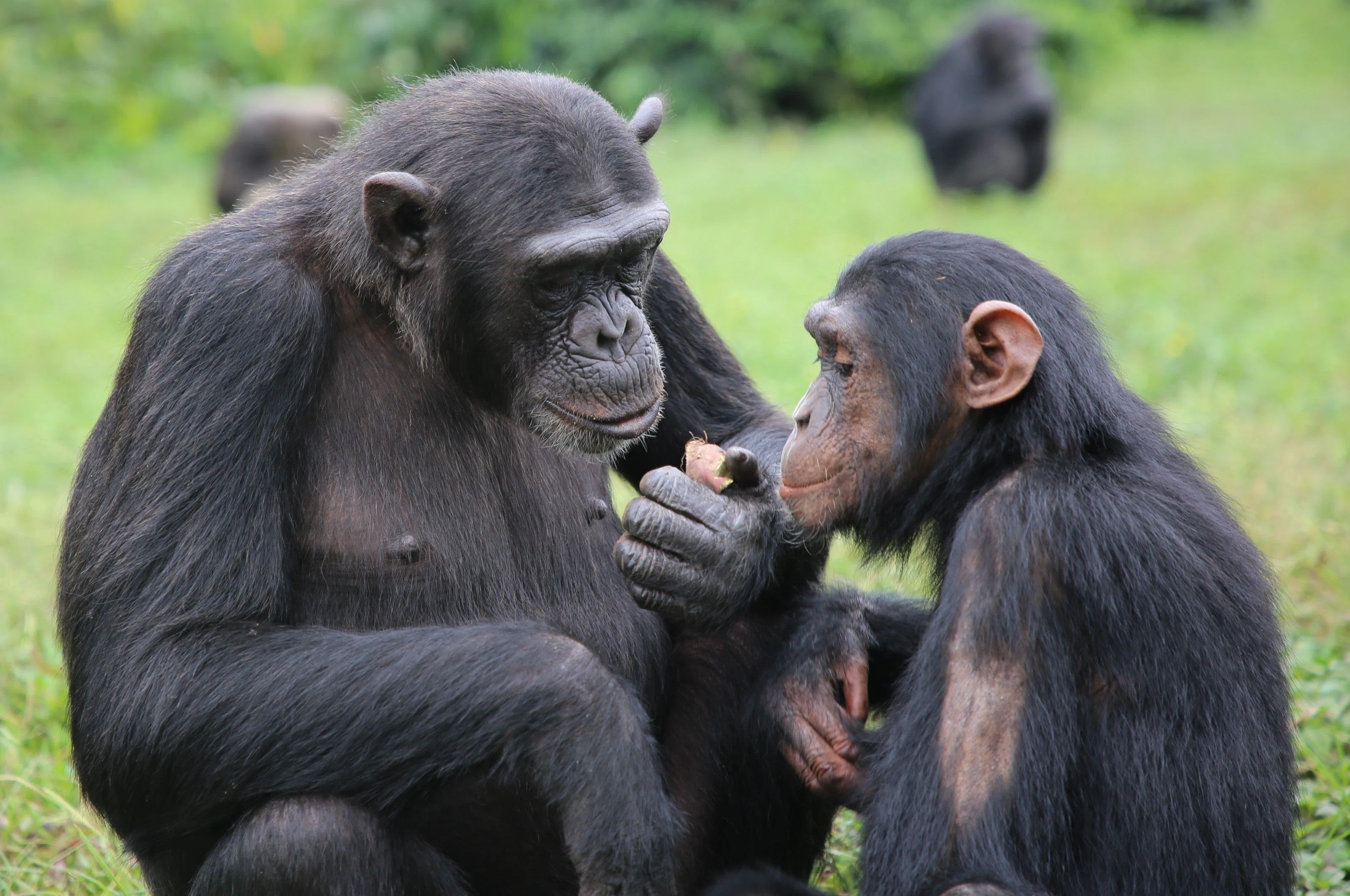 Chimpanzees at Ngamba Island