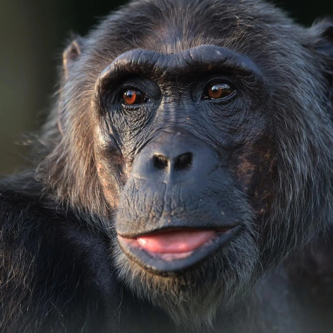 A Tribute to Dr. Jane Goodall's Historic Visit to Ngamba