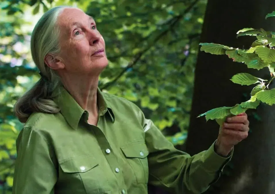 Project Update: Securing Forest Corridors for Wildlife and Communities